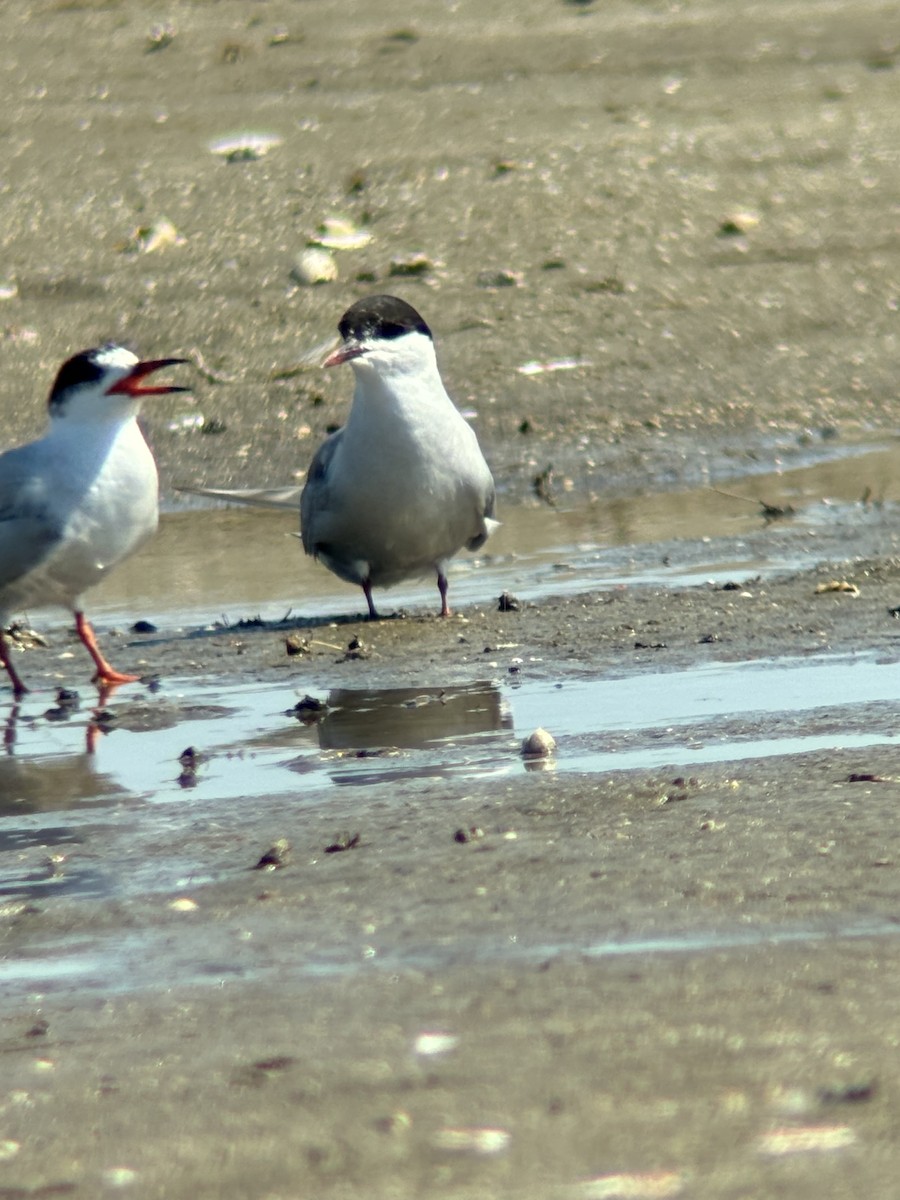 Arctic Tern - ML620589827