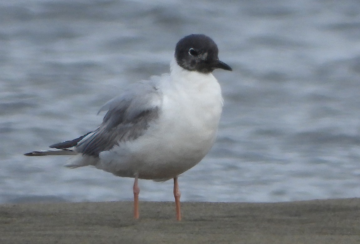 Bonaparte's Gull - ML620589831