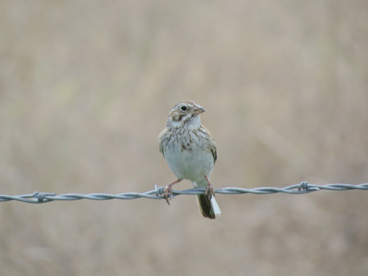 Vesper Sparrow - ML620589834