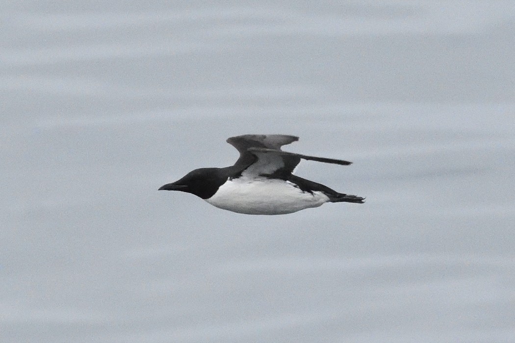 Thick-billed Murre - ML620589835