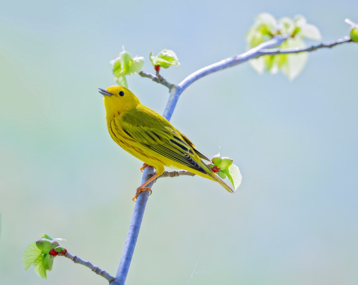 Paruline jaune - ML620589836