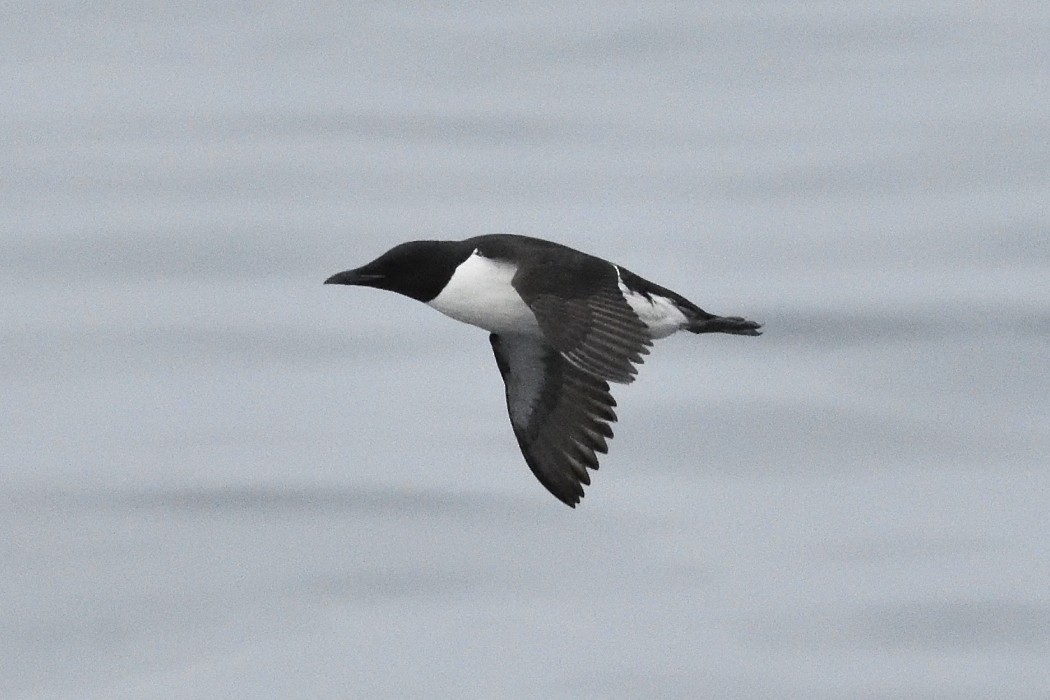 Thick-billed Murre - ML620589837