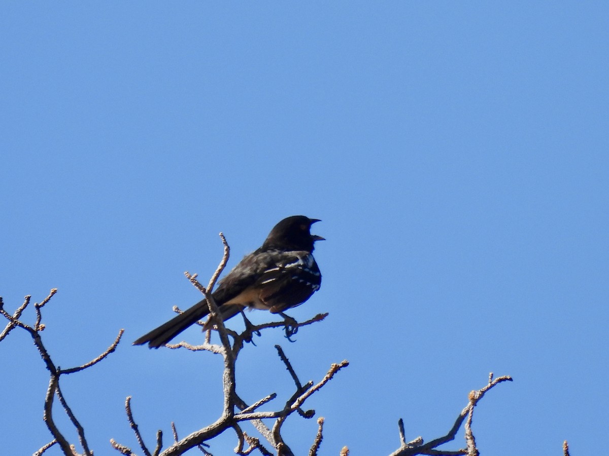 Spotted Towhee - ML620589847