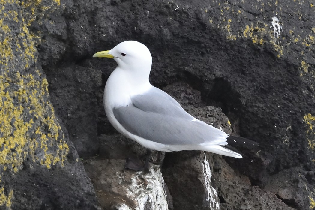 Mouette tridactyle - ML620589888