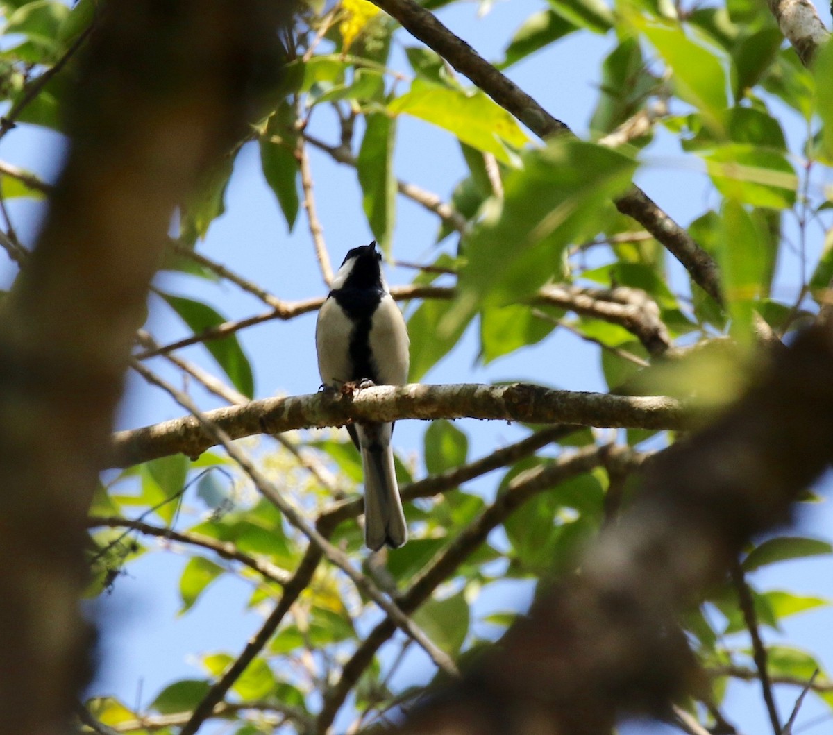 Japanese Tit - Sandy Vorpahl