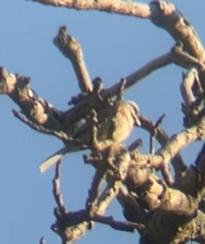 White-capped Bunting - ML620589902