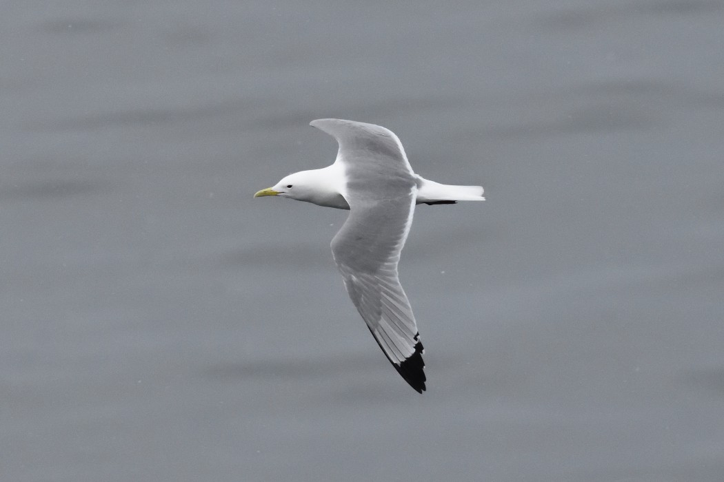 Mouette tridactyle - ML620589908