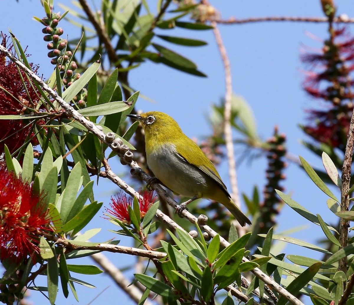 Swinhoe's White-eye - Sandy Vorpahl