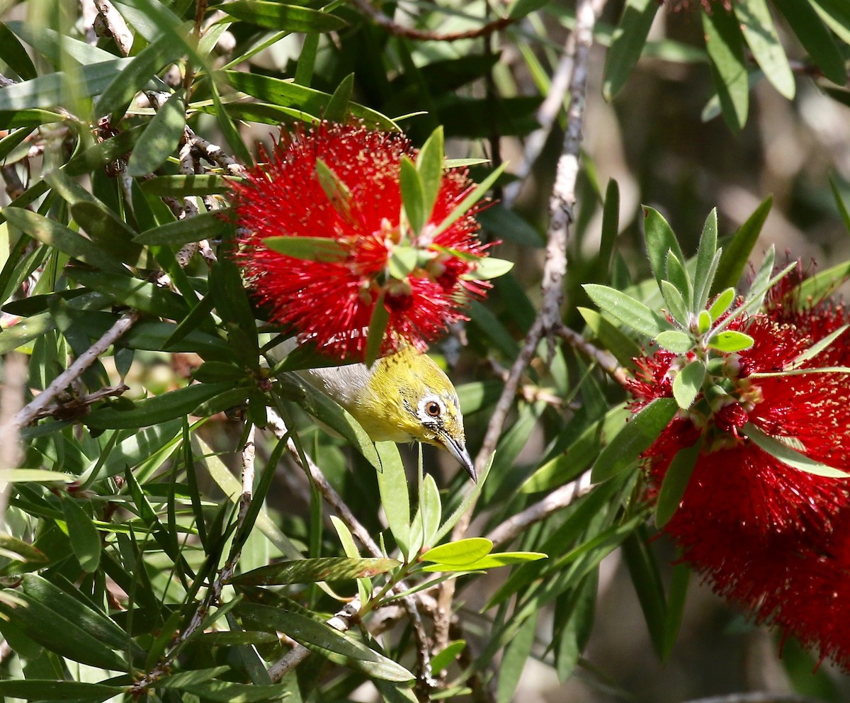 Swinhoe's White-eye - ML620589911