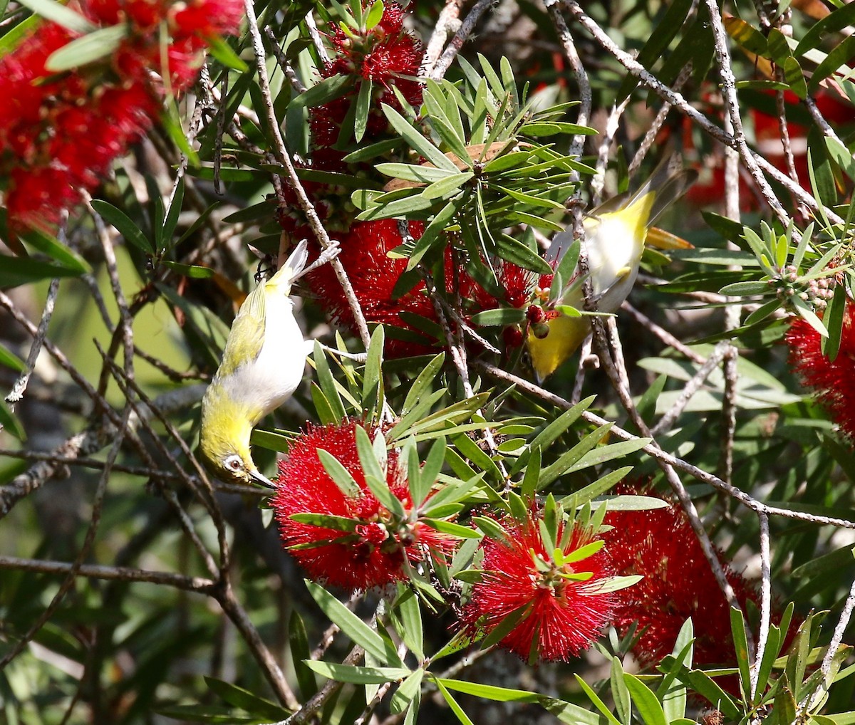 Swinhoe's White-eye - ML620589914