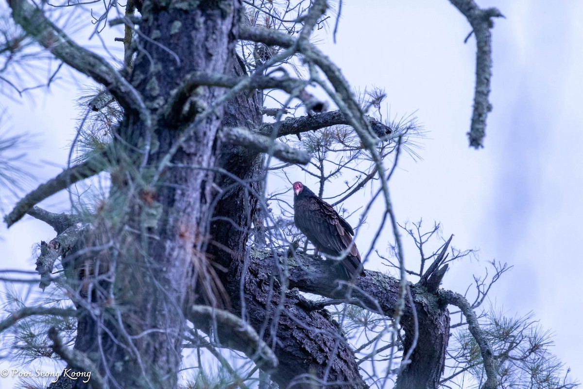 Urubu à tête rouge - ML620589920