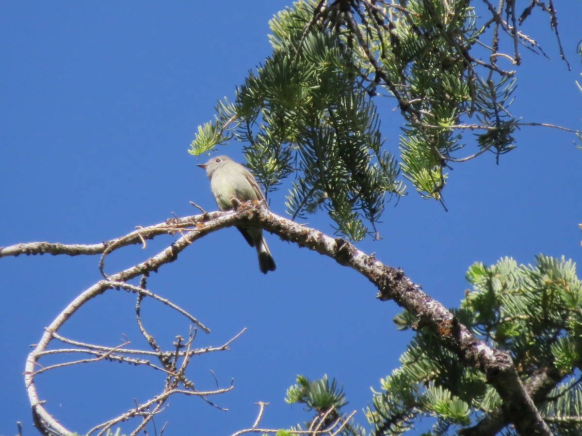 Hammond's Flycatcher - ML620589922