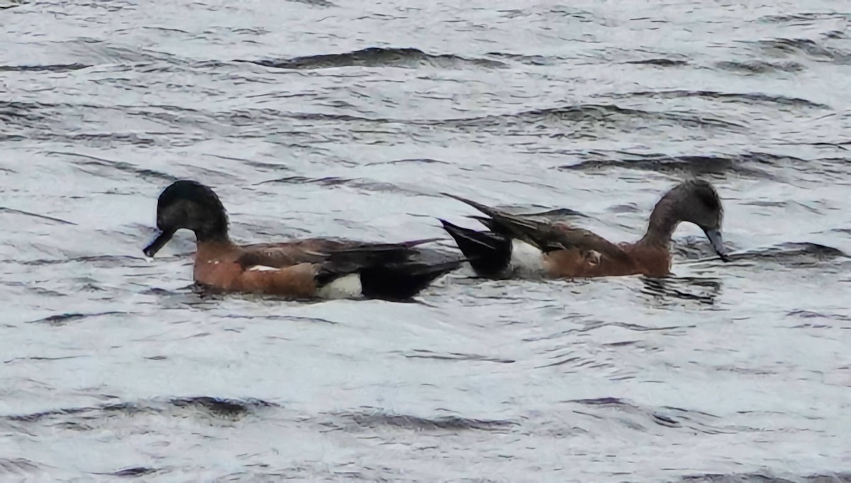 American Wigeon - Doug Wassmer