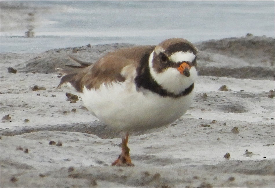 Semipalmated Plover - ML620589926