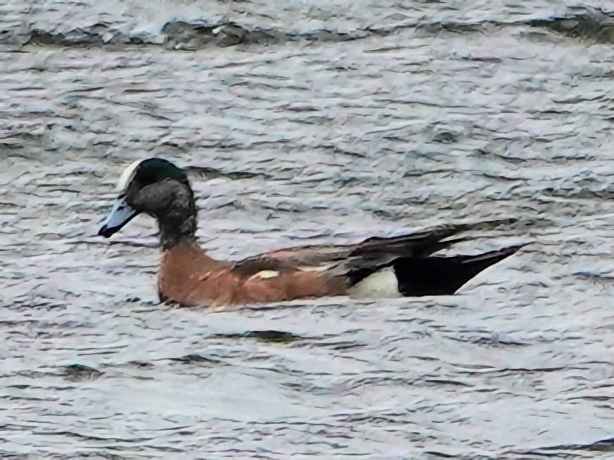 American Wigeon - ML620589934