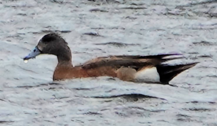 American Wigeon - ML620589935