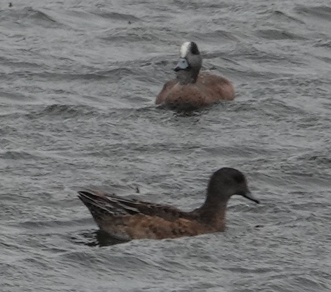 American Wigeon - ML620589936