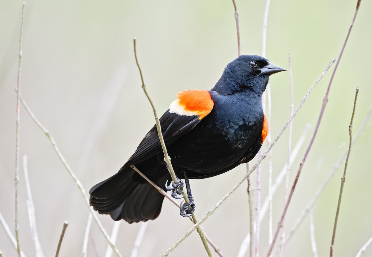 Red-winged Blackbird - ML620589938