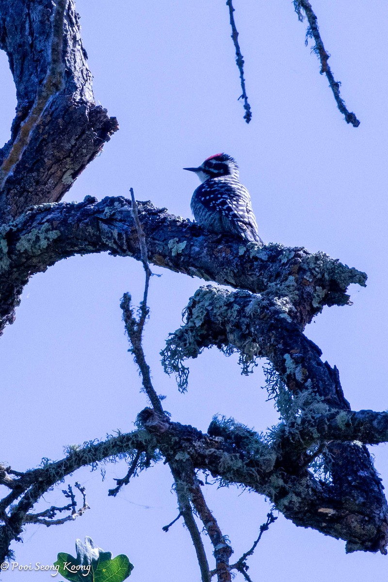 Nuttall's Woodpecker - ML620589952