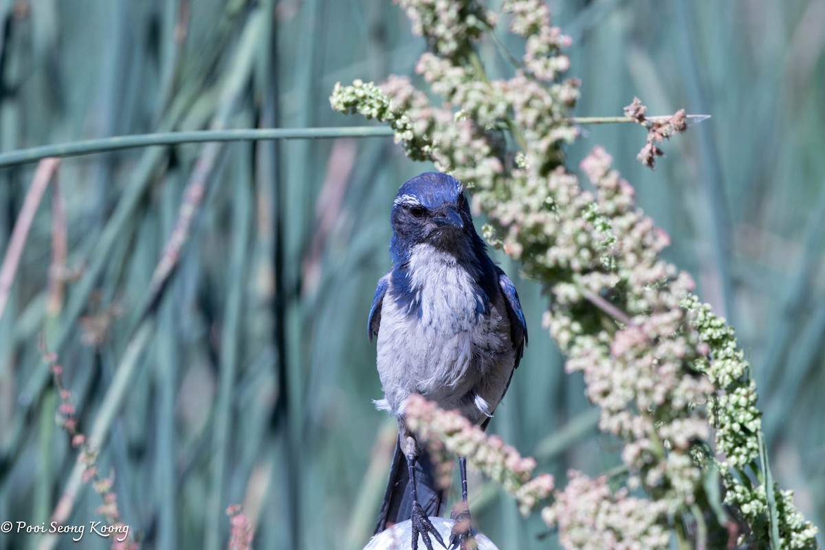 California Scrub-Jay - ML620589962