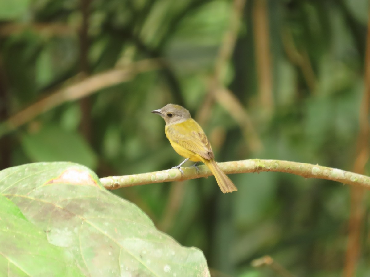 White-shouldered Tanager - ML620590006