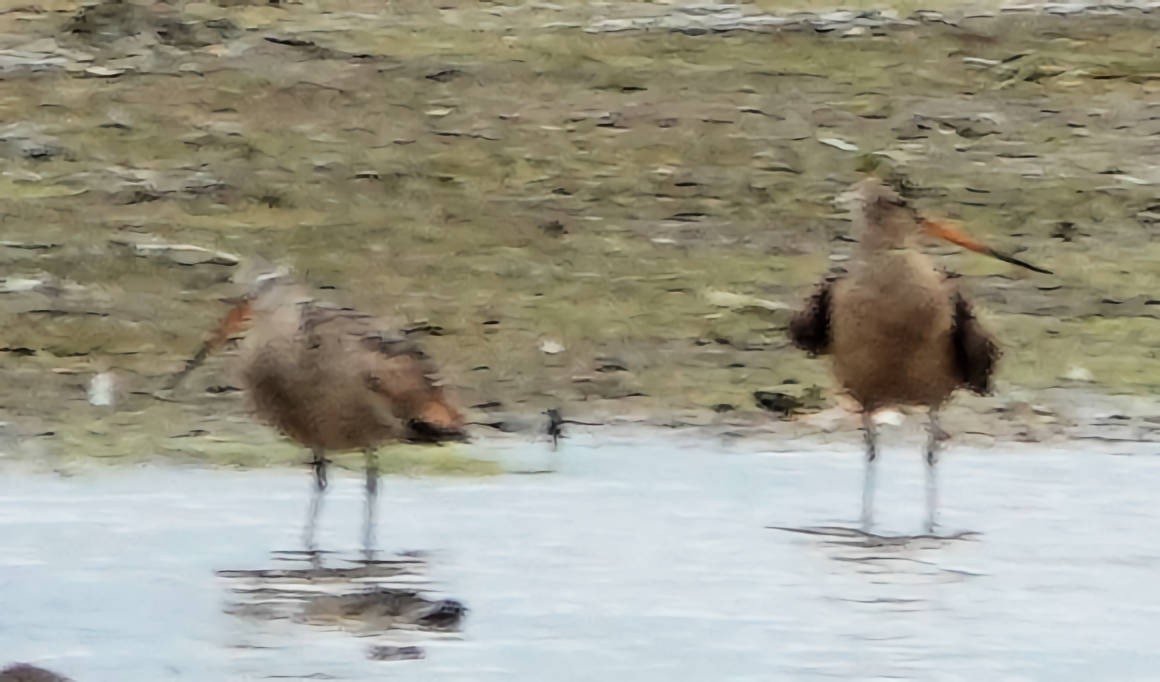 Marbled Godwit - ML620590010