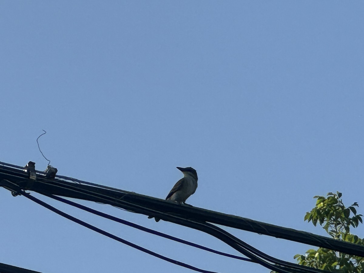 Gray Kingbird - ML620590015