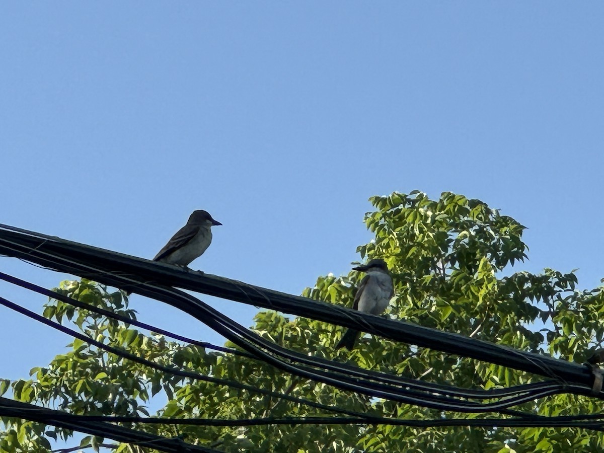 Gray Kingbird - ML620590016