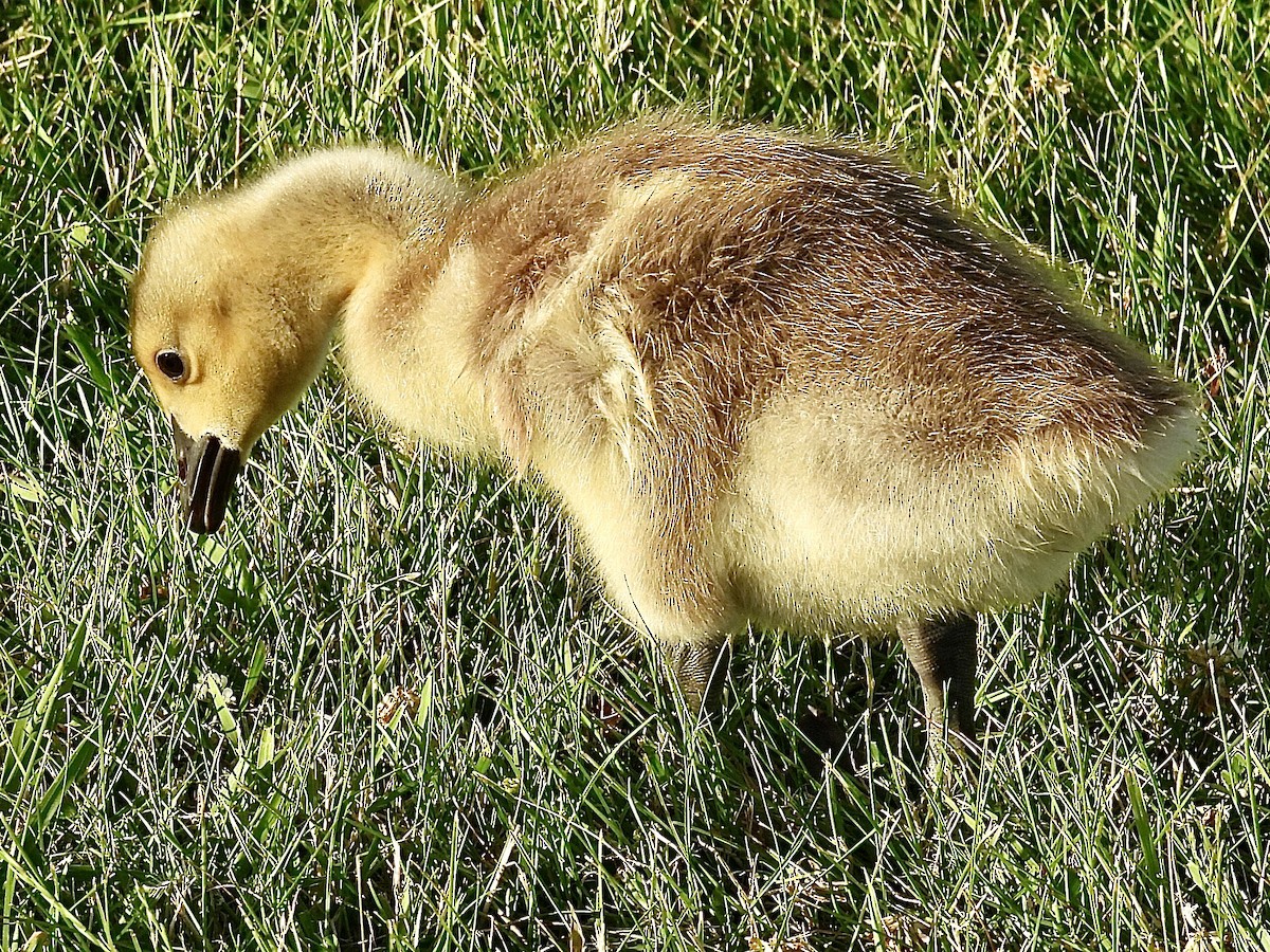 Canada Goose - ML620590020