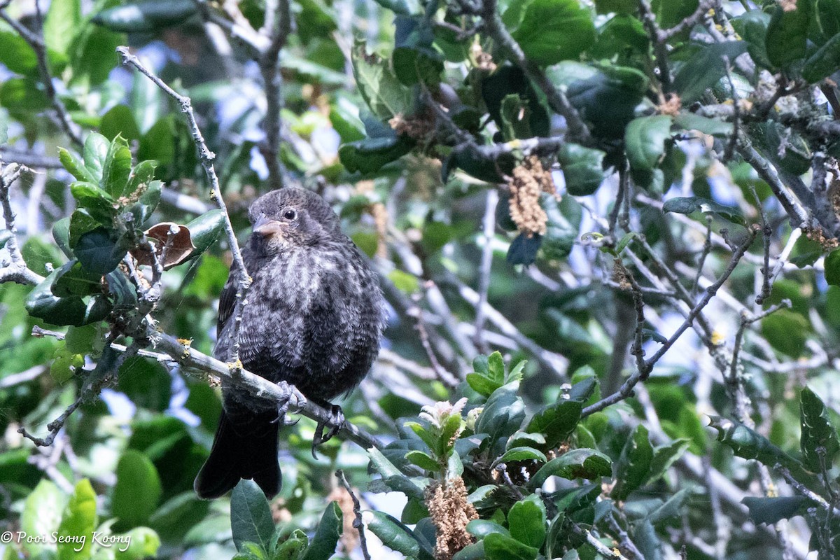 Red-winged Blackbird - ML620590025