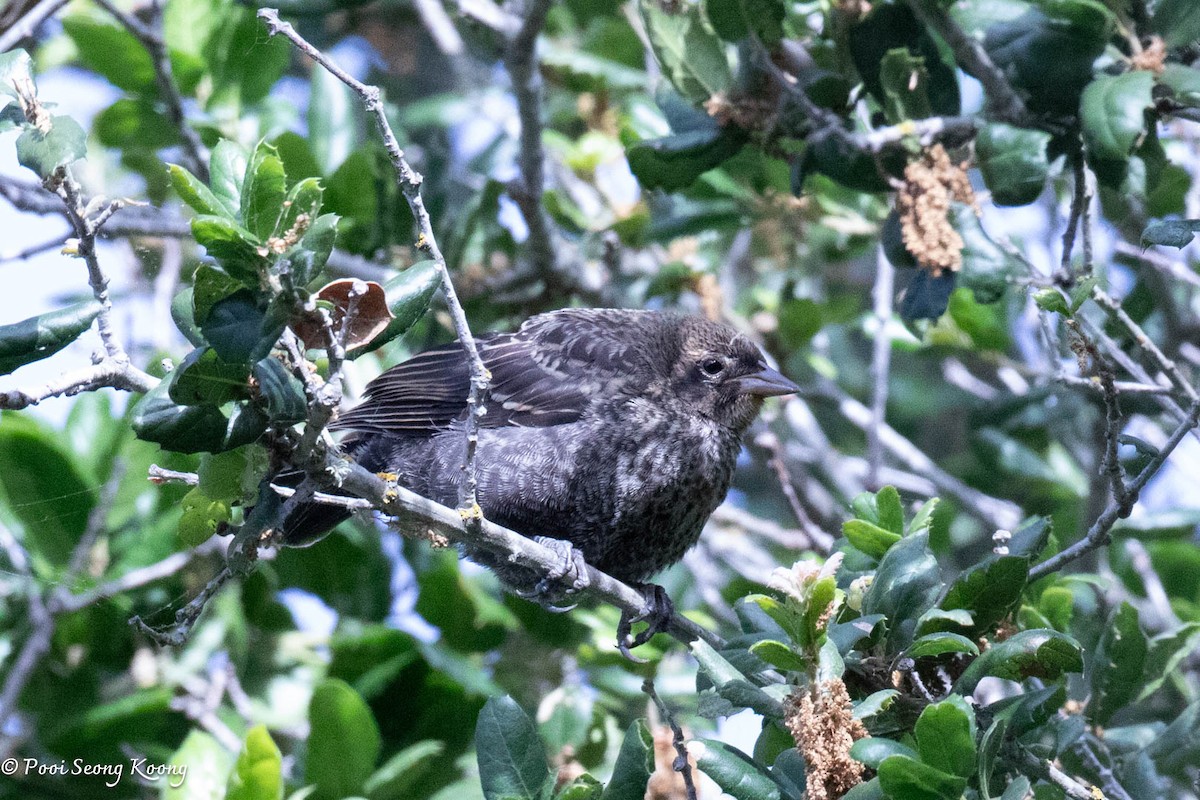 Red-winged Blackbird - ML620590026