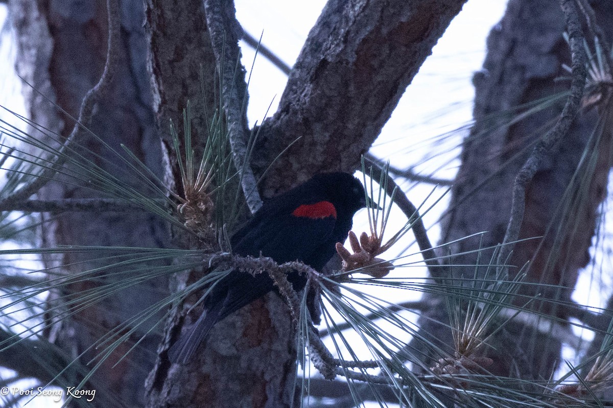 Red-winged Blackbird - ML620590027