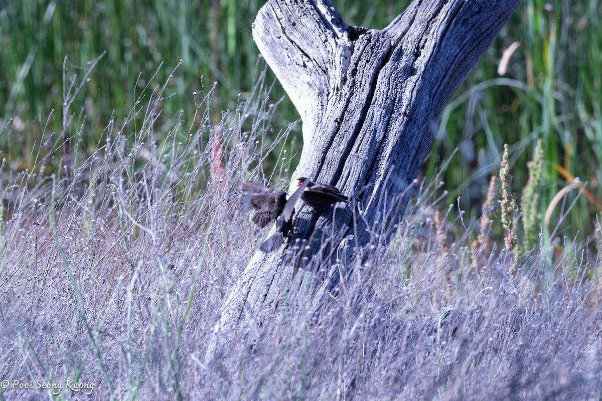 Red-winged Blackbird - ML620590028