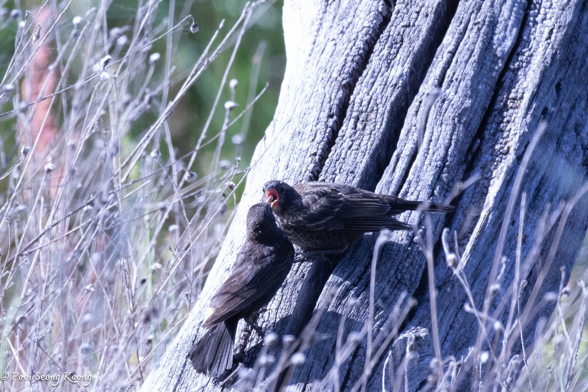 Red-winged Blackbird - ML620590029