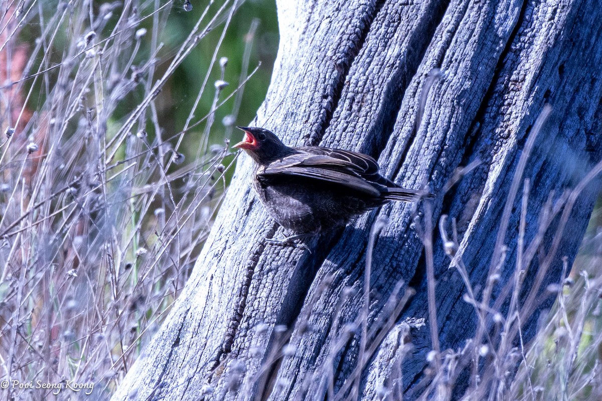 Red-winged Blackbird - ML620590030