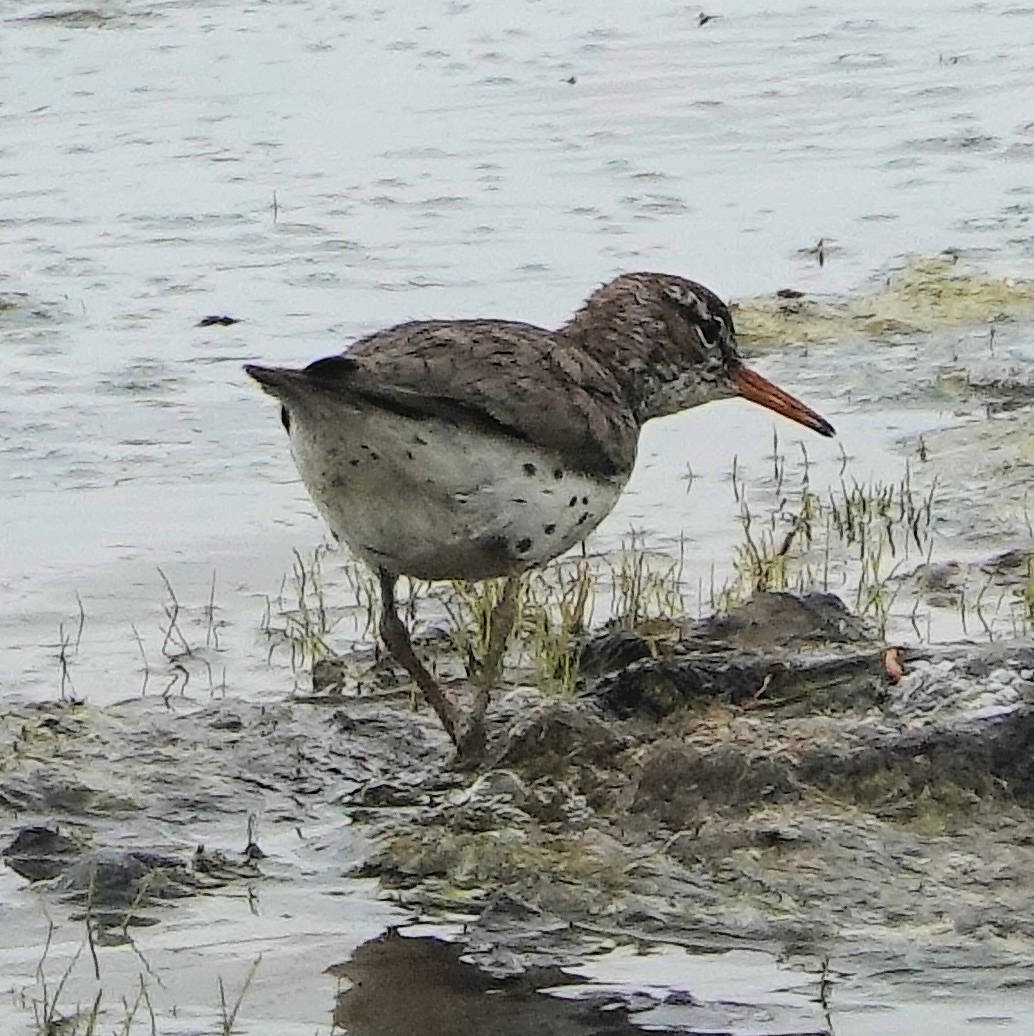 Spotted Sandpiper - ML620590033