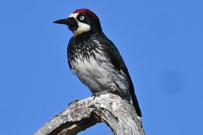 Acorn Woodpecker - ML620590034