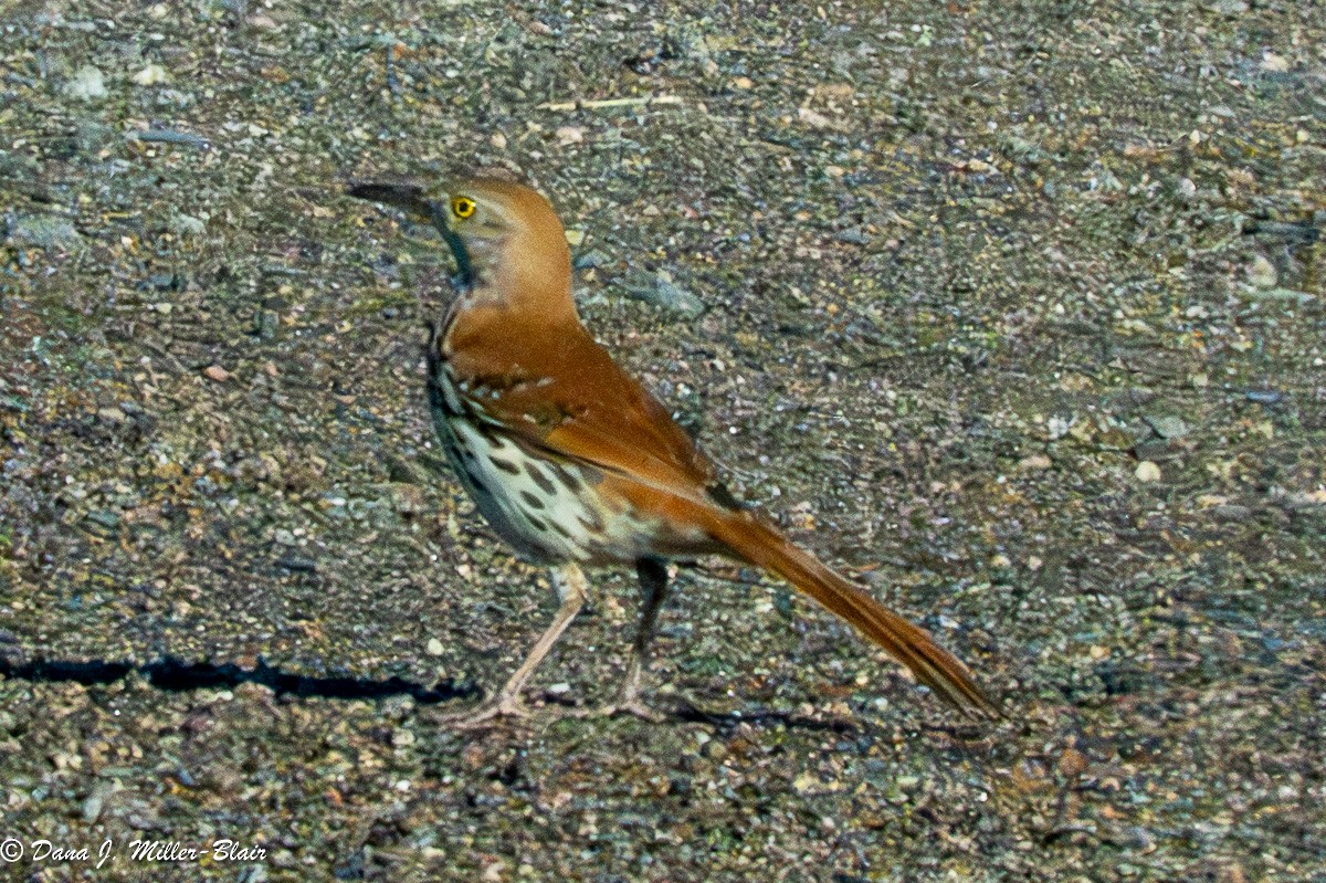 Brown Thrasher - Dana Miller-Blair