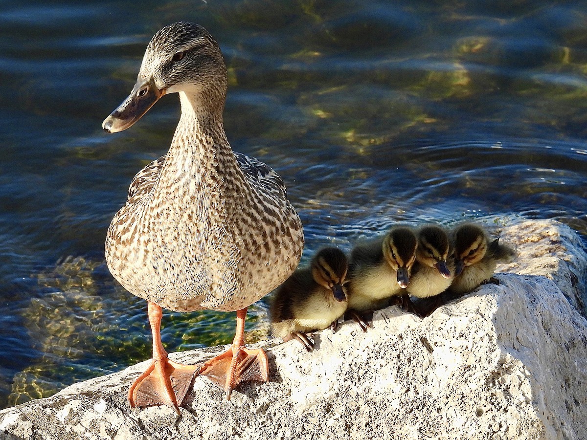 Canard colvert - ML620590042