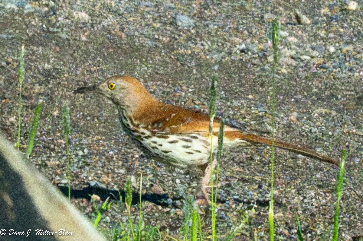 Brown Thrasher - Dana Miller-Blair