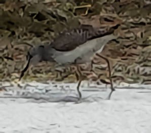 Lesser Yellowlegs - ML620590055