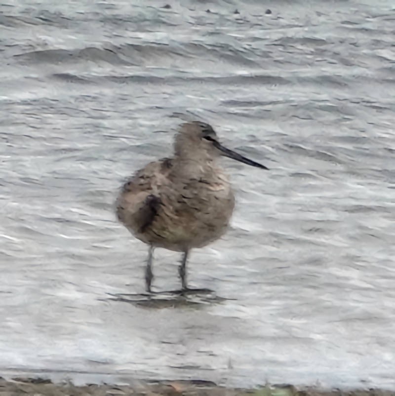 Stilt Sandpiper - ML620590056