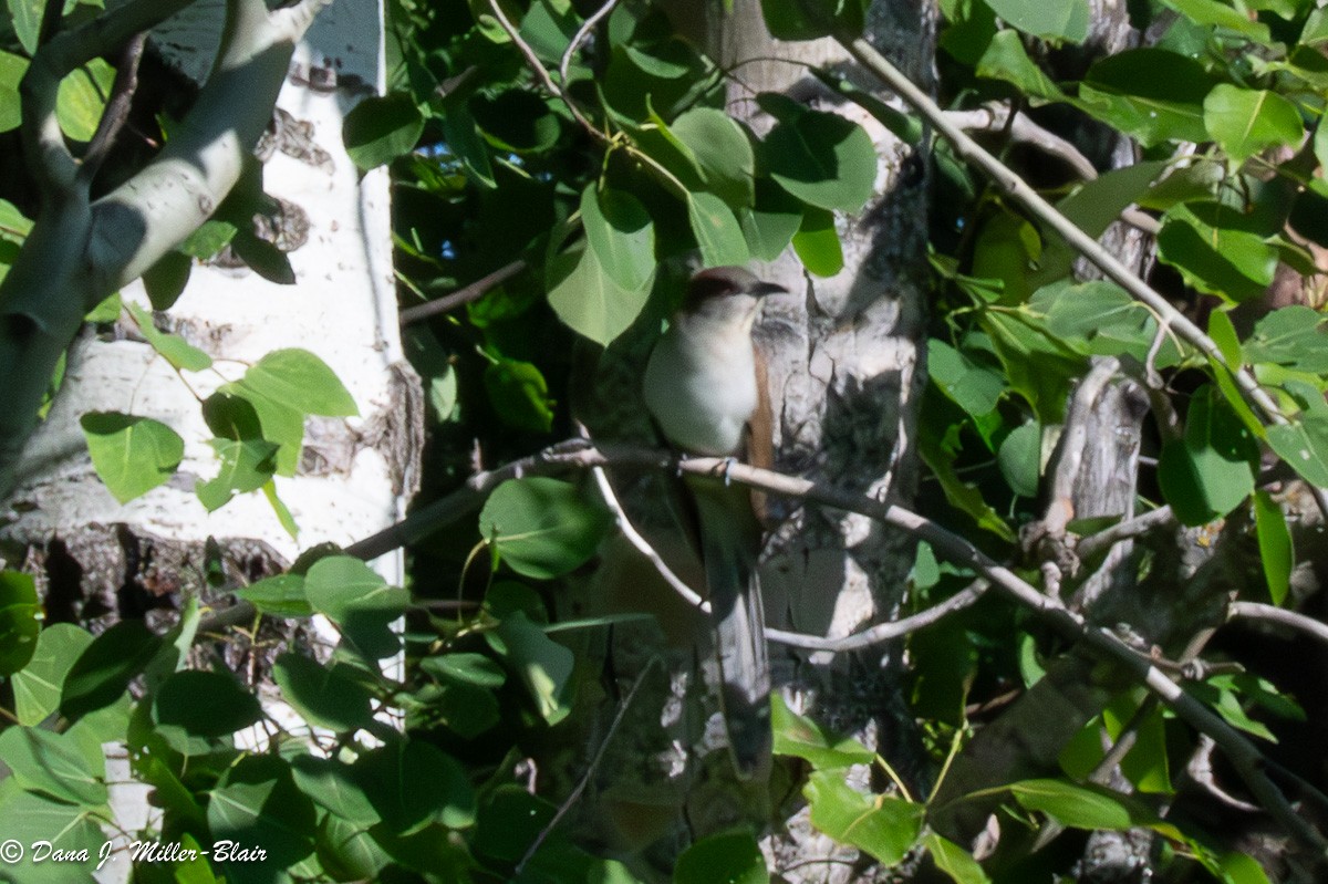 Black-billed Cuckoo - ML620590058