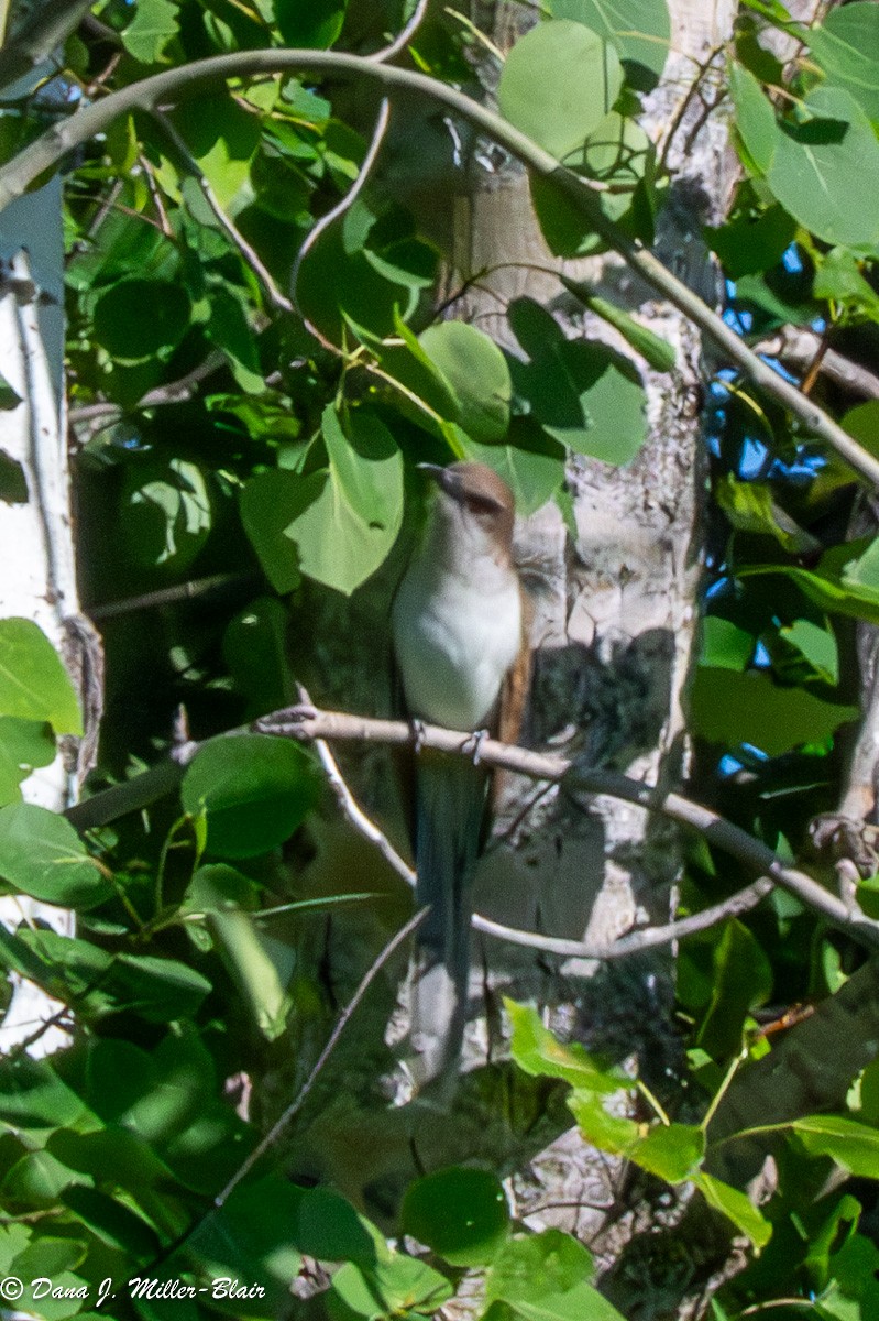 Black-billed Cuckoo - ML620590066