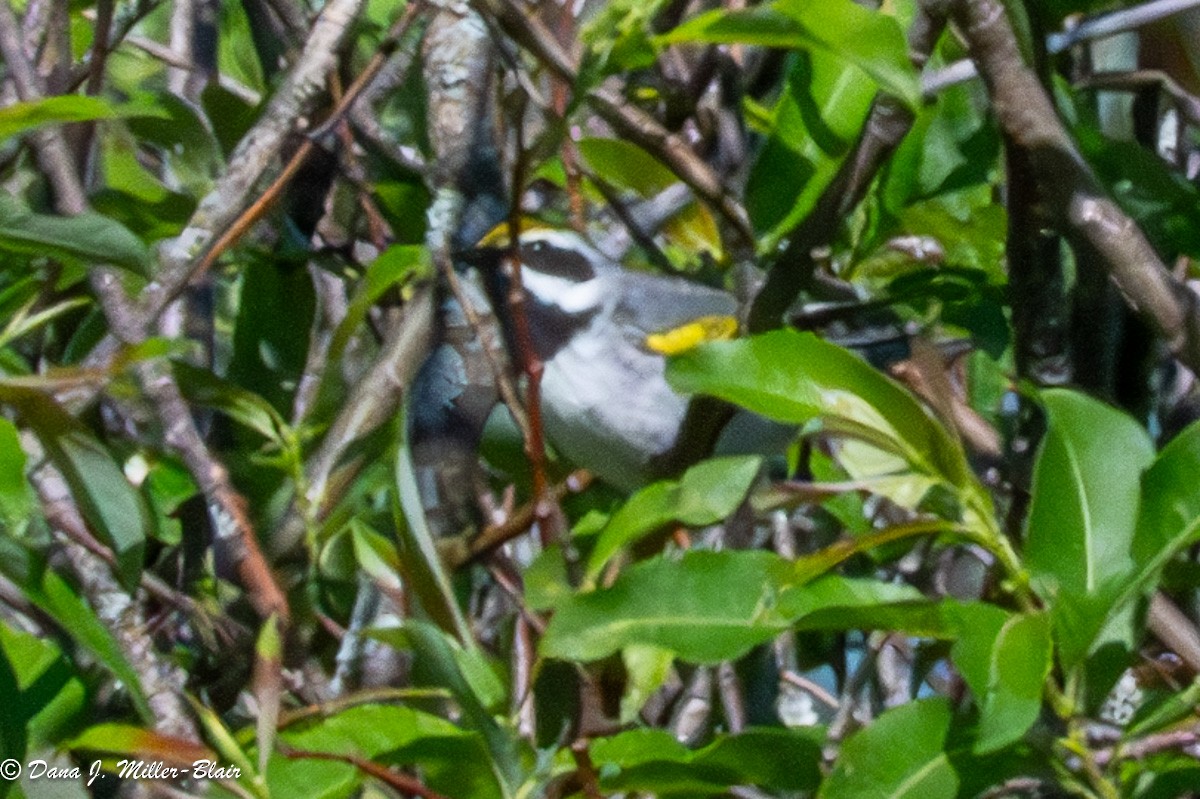 Golden-winged Warbler - Dana Miller-Blair