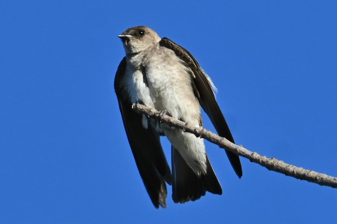 Northern Rough-winged Swallow - ML620590104