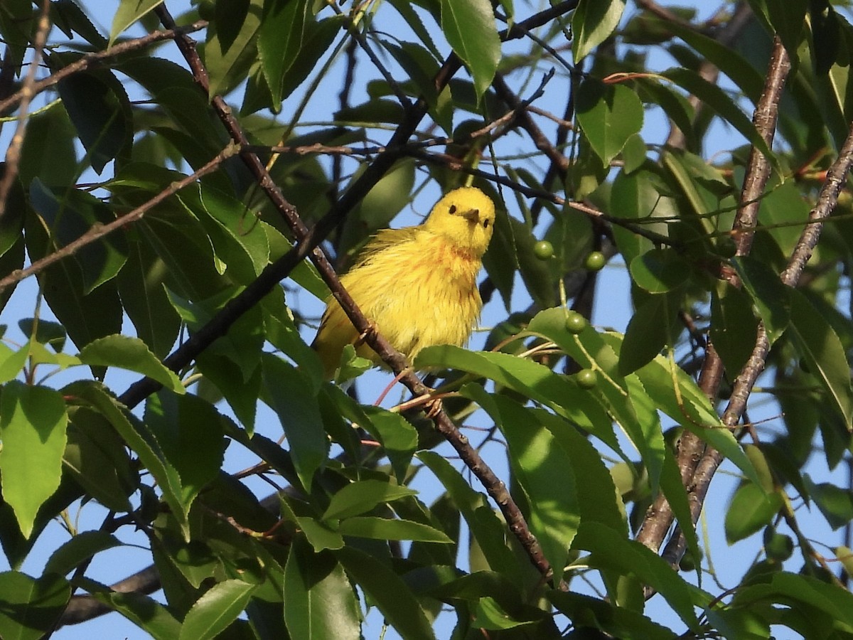 Paruline jaune - ML620590123