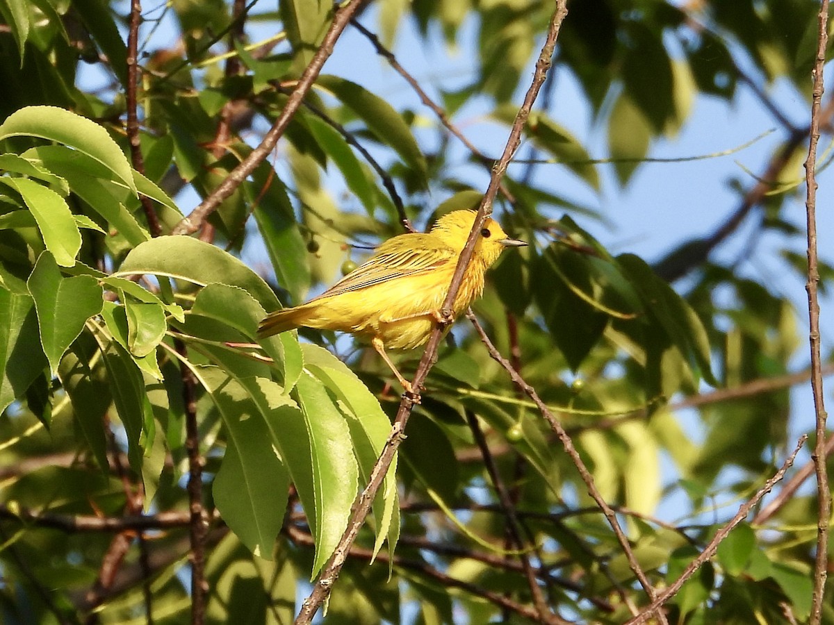 Yellow Warbler - ML620590124