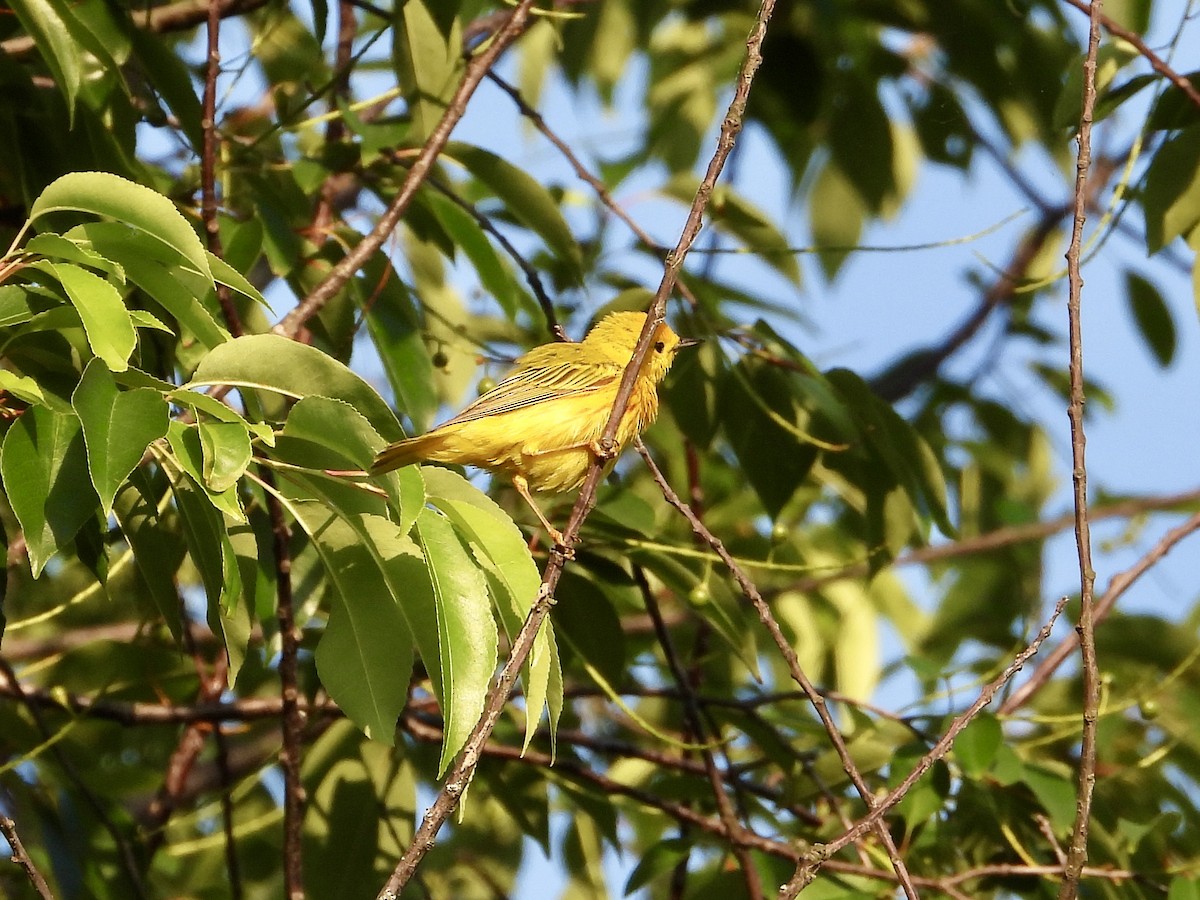 Yellow Warbler - ML620590125