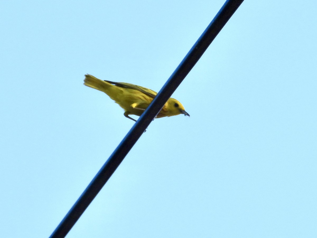 Yellow Warbler - ML620590126